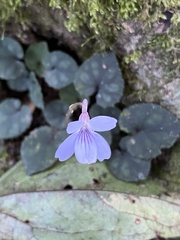 Viola formosana