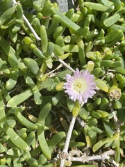 Disphyma australe australe