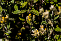 Helichrysum lepidissimum