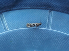 Aristotelia roseosuffusella