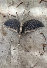 Bactrododema