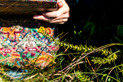 Inulanthera leucoclada