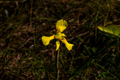 Moraea spathulata