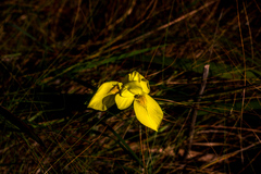 Moraea spathulata