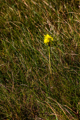 Moraea spathulata