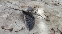 Bactrododema