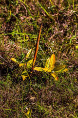 Raphionacme palustris