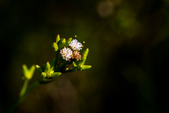 Senecio rhyncholaenus
