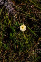 Thunbergia atriplicifolia