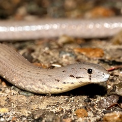 Pygopus lepidopodus