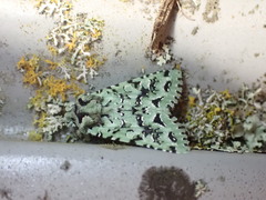 Meterana exquisita