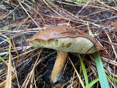 Suillus fuscotomentosus