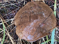 Suillus fuscotomentosus