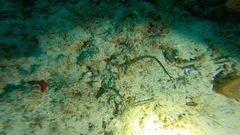 Syngnathidae
