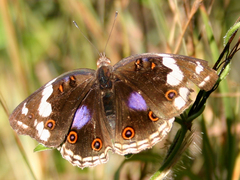 Junonia oenone