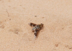 Wurda wyperfeldensis