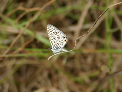 Leptotes pirithous