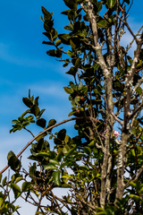 Acokanthera oppositifolia