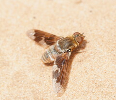 Wurda wyperfeldensis