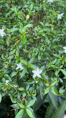 Tabernaemontana divaricata