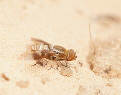 Wurda wyperfeldensis