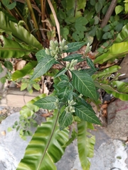 Lepidagathis formosensis