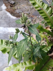 Lepidagathis formosensis
