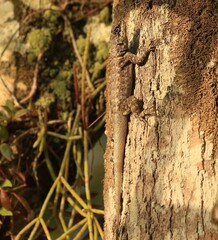 Tropidurus torquatus