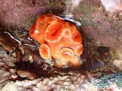 Australopsammia aurea