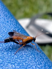 Ctenochares bicolorus