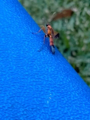 Ctenochares bicolorus