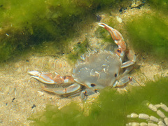 Ovalipes australiensis