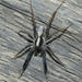 Arañas Lobo de Patas de Cepillo - Photo (c) Redamp19, algunos derechos reservados (CC BY-SA)