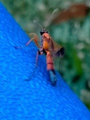 Ctenochares bicolorus