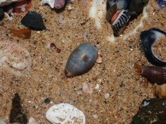 Purpuradusta gracilis