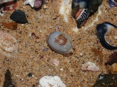 Purpuradusta gracilis