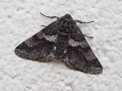 Lycia ypsilon