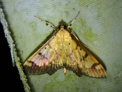 Syllepte fabiusalis
