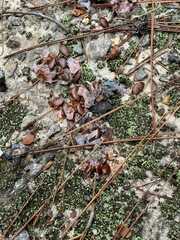 Diospyros virginiana