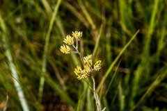 Helichrysum pannosum