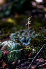 Holothrix orthoceras