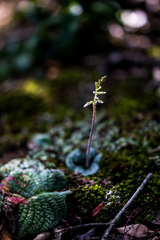 Holothrix orthoceras