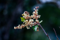 Homalium rufescens