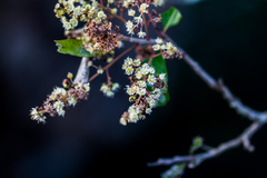 Homalium rufescens
