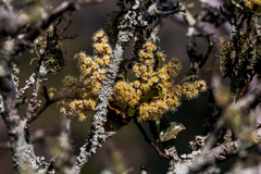 Homalium rufescens
