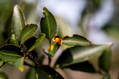 Maytenus acuminata