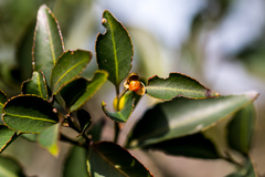 Maytenus acuminata
