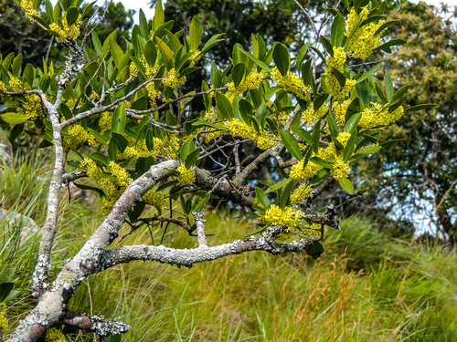 Pondo Kokotree (Maytenus oleosa)