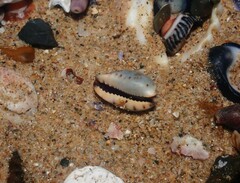 Purpuradusta gracilis