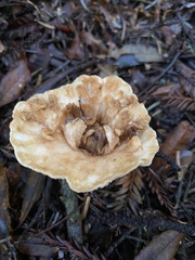 Turbinellus kauffmanii